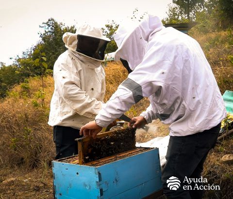 Una de las actividades económicas aceleradas fue la apicultura.